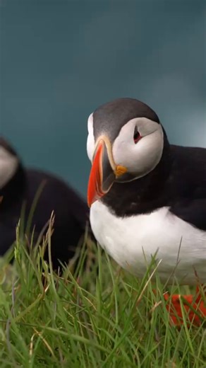 44K views · 143 reactions | With over 350 bird species, Newfoundland and Labrador is a birdwatcher's paradise, featuring the largest puffin colony in North America and countless other seabirds, rare birds, and birds of prey. We offer daily flights from Toronto to St. John's so you can bird watch all you want!朗 | WestJet | Facebook