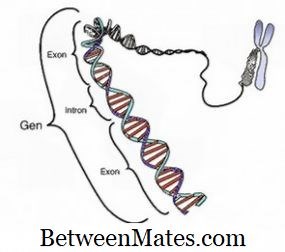 Unterschied zwischen Gen und Merkmal | Gene vs Trait - Wissenschaft & Natur 2026