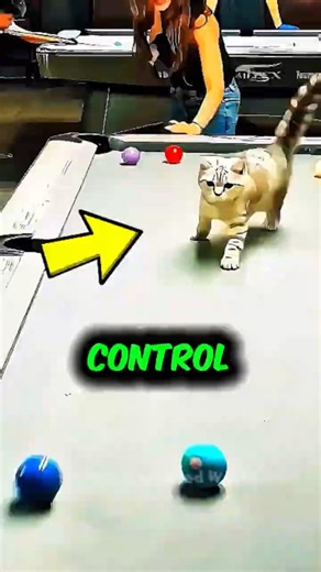This Cat Is Cheating At Pool 🐱💀 #shorts #funny