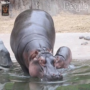 Meet the Dallas Zoo's adorable new addition: a baby hippo! 💕 | 📽️: Dallas Zoo | People