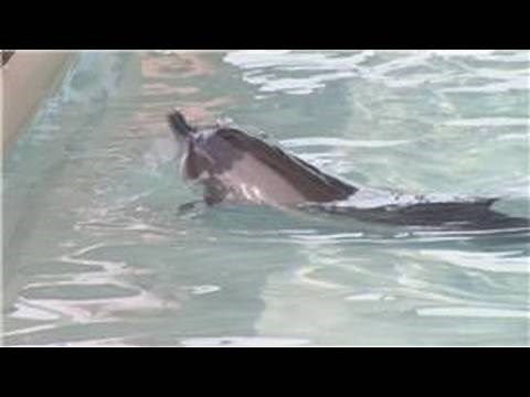 Dolphin Facts : Where Do Dolphins Sleep?