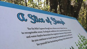 1.5K views · 22 reactions | Want to explore somewhere new during your stay at the Pink Shell? Love being outdoors? Then take a drive over to the Six Mile Cypress Slough Preserve, where visitors are treated to the sights and sounds of nature in SWFL.  | Pink Shell Beach Resort & Marina | Facebook