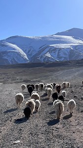 🐐 1. Changthangi (Changra) Pashmina Goat The Finest in the World This is widely regarded as the top Pashmina goat breed globally Origin: High altitude plateaus of Ladakh in the Indian Himalayas; also found historically in parts of Tibet and Nepal. ￼ Other Names: Changra, Ladakh Pashmina goat, Kashmiri goat. ￼ Key Trait: Produces the world’s finest and most valuable Pashmina fiber extremely soft, fine down with an average diameter of about 11–13 microns, which is much finer than typical cashmere