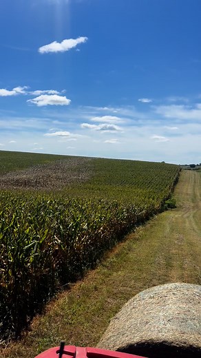 You see the dead strip in corn? The only thing I can think of is that the spray plane missed a spot at fungicide application. It’s not a different hybrid, it crosses rows. This stuff is interesting this year. #rowcrops #corn #sprayplane #thediversifiedfarmer | The Diversified Farmer