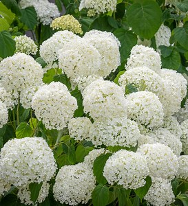 Hydrangea arborescens 'Incrediball' (Strong Annabelle)