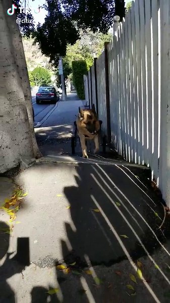 Where there's a WILL there's a WAY. - Dogbert #germansheperd ##dogbertandtito #inspiration #fighter