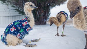 Making space for baby emus