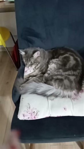 my cat is scared of a sound effect🤣🤣 #cat #funny #ahhhh #catcute