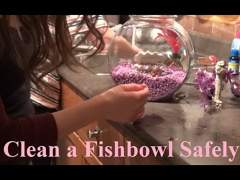 How to Clean a Fishbowl Safely & Quick