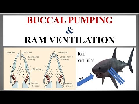Difference between Buccal pumping & Ram Ventilation