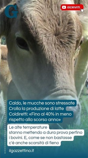 Caldo, le mucche sono stressate: crolla la produzione di latte