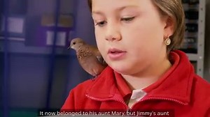 🐦LAUGHING TURTLE DOVE HELPS STUDENTS STAY ON TRACK IN MINGENEW 🐦 They say a bird in the hand is worth two in the bush. In Mingenew, WA one rather ordinary bird is having an extraordinary impact in the lives of local school kids. 'Bristle' the Turtle Dove serves as a reading audience, good behaviour incentive and shared pet for Donna Pearson's mixed year 2, 3 and 4 class. | ABC Midwest and Wheatbelt