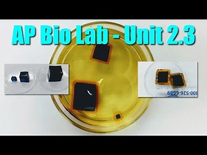 AP Biology Diffusion Lab