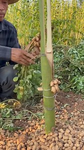 137K views · 910 reactions | Smartness that looks oddly relaxing | Satisfying Vibe | Facebook