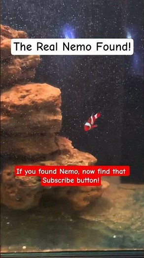 Finding Nemo in Real Life – Meet the Clownfish! #animallover #findingnemo