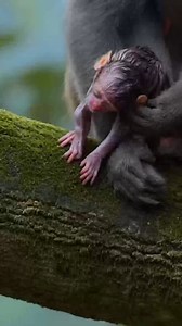 A Mother’s Instinct 🐒🌿 | Newborn Rhesus Monkey Falls — Silent Forest Rescue #WildlifeDocumentary #MotherMonkey #AnimalInstinct #NatureReality #SilentNature #PrimateLife #ForestWildlife #AnimalRescue #NaturalBehavior | My Child, My Journey