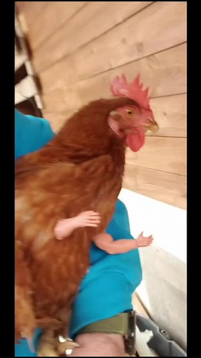 il-Patrick on TikTok