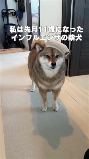 我が家の11歳胡麻柴の日常とシニアライフ