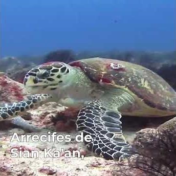 44 Reservas de la Biósfera en México