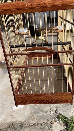 Rota Do Torneio on Instagram: "Quando o manejo é bem feito, a ave não precisa de estímulo forçado. Ela escuta o chamado da fêmea, se concentra e responde do jeito certo. É assim que o canto evolui de verdade. Esse é só um pedaço do processo… 👉 Segue @rotadotorneio e acompanha o projeto do zero ao torneio. Ainda tem muito chão pela frente. #coleiro #papacapim #criacaodecoleiro #manejo #coleirodeouro coleirocanto coleirobrasileiro papacapimbrasil criadoresbrasil passarosdobrasil birdloversbr vida