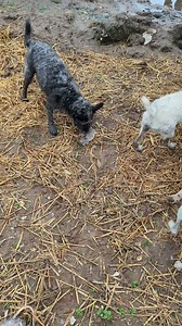 💥🐀"One just hit me!"🐀💥 We had several rats bolt from this loose straw pile, and so we pushed it with the telehandler. | Suffolk and Norfolk rat pack