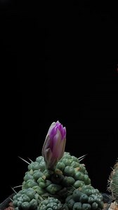 Download Cactus flower blooming vertical time lapse video. for free