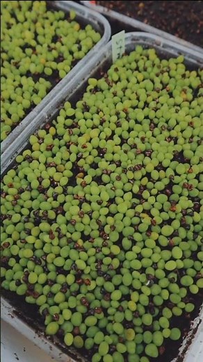 Astrophytum seedlings