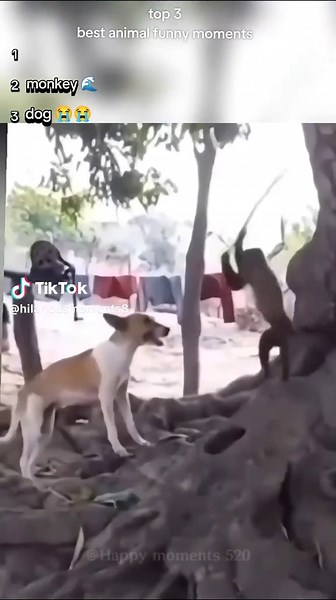 Top 3 Funny Animal Moments: Monkeys and Dogs