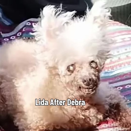 Crazy how she's changed #lidabidabodabutt #debra #meme #dog #fashion | old dogs