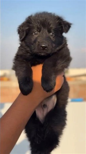 All Black German shepherd Dog | Long coat German shepherd Dog #germanshepherd #puppy #shorts