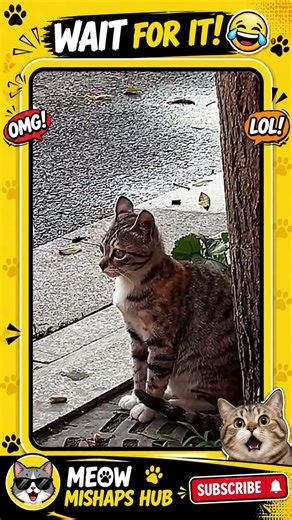 Scaredy Cat Jumps Like CRAZY 😹😂🐾 - Funny Cat Fails - #shorts #cat #funnycats
