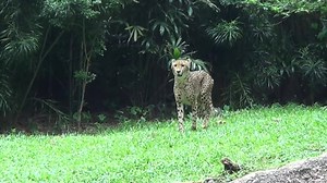 This is how you catwalk. Our cheetah makes a pretty fantastic model ;) #SingaporeZoo | Mandai Wildlife Reserve