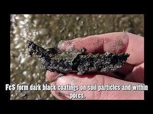 Field Approaches to Document Acid Sulfate Soils