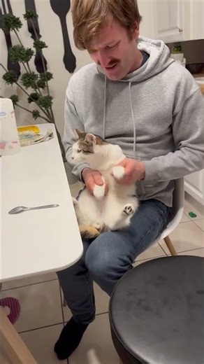 Magic cat ! Il danse il boxe il joue du piano !