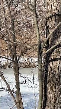 Mating Pair of Foxes Chattering in Winter Wonderland | Full Wildlife Encounter by Frozen Pond