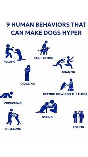 9 Human Mistakes That Make Dogs HYPER 🚨🐶 Fix Your Dog’s Behavior FAST!