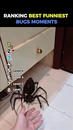 Ranking Best Funniest Bugs Moments #usa