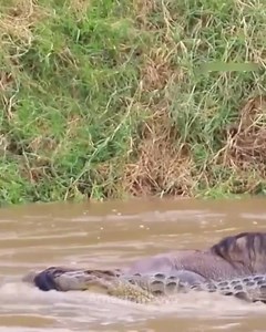 Crocodile pounces on horse on the shore! 🐊🐎 #WildlifeAttack #CrocodileVsHorse #NatureDrama #SavannahStruggle #PredatorInstincts | La Pulga News