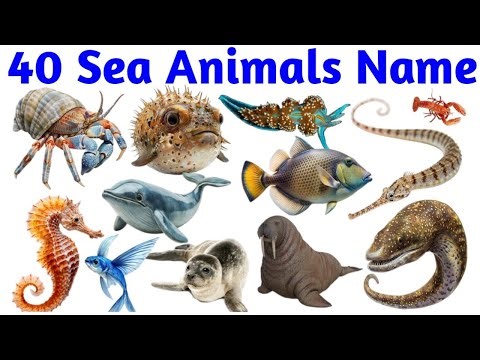 40 Sea Animals Name for Kids | Learn Ocean Animals in English with Pictures and Sounds for Children