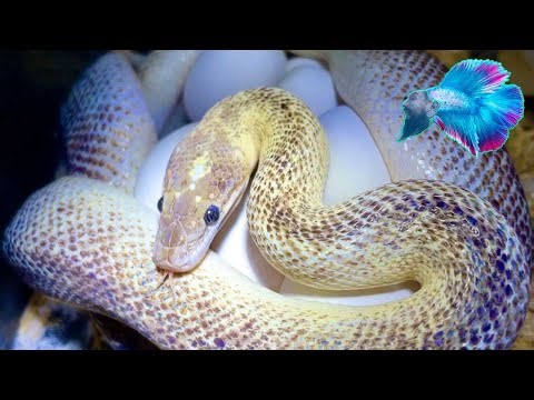 Marble Children's Python eggs 🐍