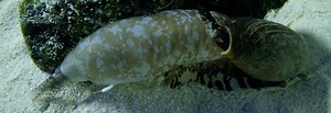 If it’s a cone, leave it alone! Cone snail feeding techniques and venom use.
