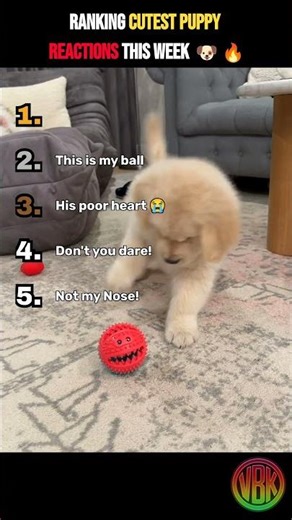 Ranking Funny Dog Moments – Cutest & Best Puppy Reactions Ranked! 🐶😍