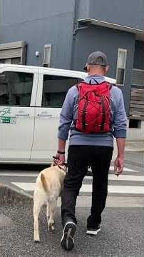 Guide dog: "Dangerous crosswalk." #EyeMate #GuideDog #Work #Walk #Crosswalk