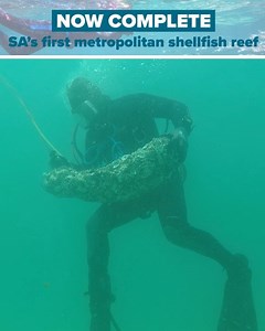 A new shellfish reef, the size of Adelaide Oval, is ready for scuba divers and snorkellers to explore and enjoy 🦪🤿. Just one kilometre off Glenelg Beach, the new reef will be a major attraction for visitors while providing an environmental boost for fish breeding and water quality. In partnership with The Nature Conservancy Australia we are building shellfish reefs off Adelaide’s metropolitan coast to benefit the community, natural environment and local economy. | Steven Marshall