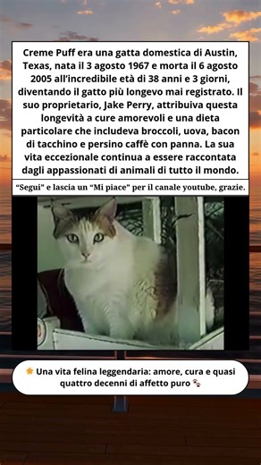 🐱 Creme Puff: il gatto leggenda che ha sfidato il tempo