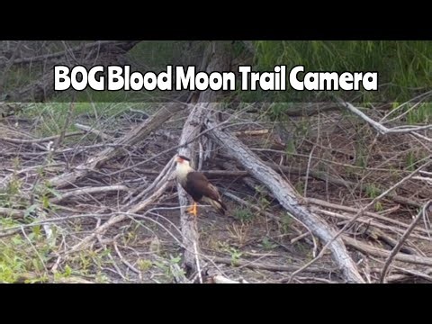 Wildlife Video: BOG Blood Moon Trail Camera 2025