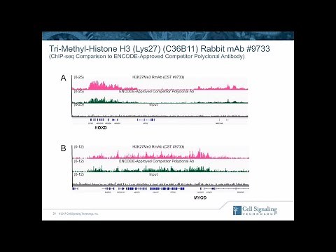 Your Guide to a Successful ChIP Assay