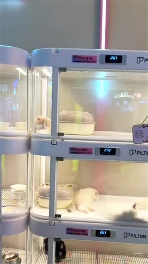 Meet Pilton-China's leading smart pet crate brand, now expanding globally! Perfect for pet stores and homes, our space-saving crates offer remote control via smartphone #PetTech #smartpetfeeder #pet #petsmartmademebuyit #petbusiness #petadoption