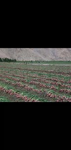 2.2K views · 19 reactions | Onion Farming Tips �� 1. Start with...