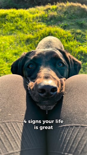 Is there anything better than the love of a dog? 🐶 Hellooo, we are back! Thank you for bearing with us - holidays, life, work etc have taken the forefront for the past few months but it’s definitely allowed me time to reflect and come up with ideas for Instagram. Now to put them all into practice 😆 We have a really exciting weekend coming up which I cannot wait to share! And it has gone COLD so better pack the winter clothes ❄️ Keep an eye on our stories to find out where we’re off to! 🚗🥂🐾 